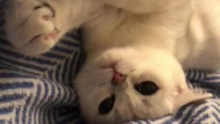 Cats and kittens videos