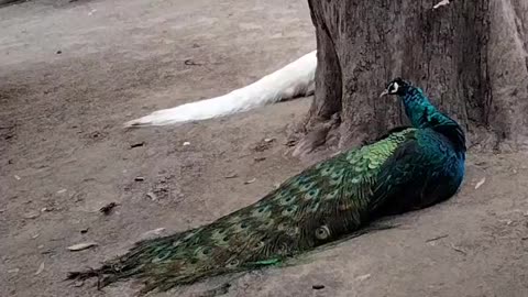 Peacock 🦚 Video By Kingdom of Awais