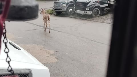 O deer!