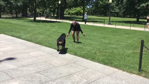 Rottweiler, Eli! Rottweiler Dog Training