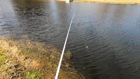 Big bass on a crank bait