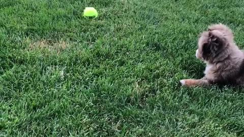 Australian Shepherd puppy pounces on tennis ball