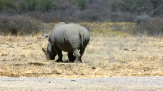 A White Rhinoceros