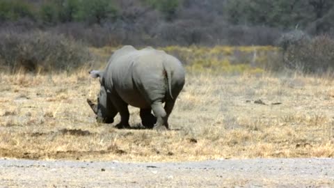 A White Rhinoceros