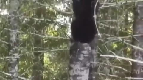 Note to self: Do not climb a tree to escape the black bear | wildlife animals