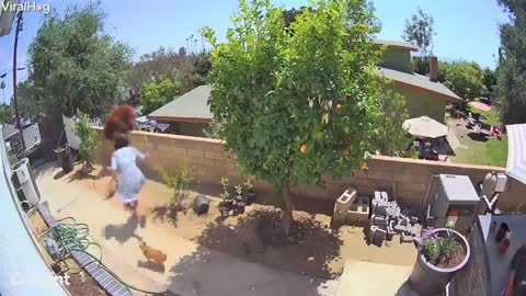 Viral video: Teen bushes beer off wall to save family dog