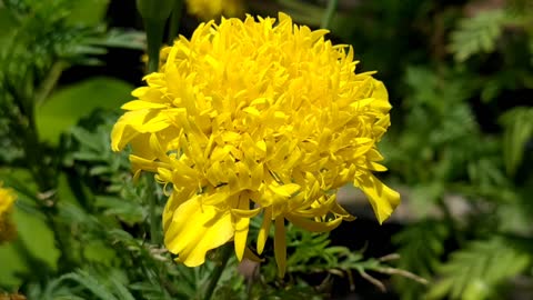 FLOWER: Marigold