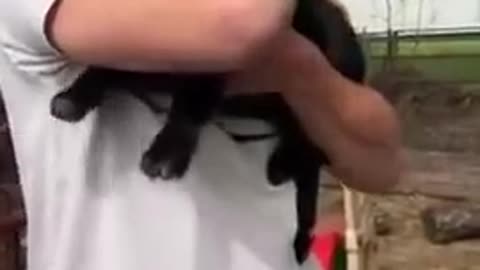 Baby goats line up to get hugs