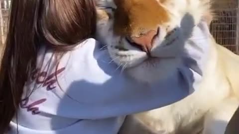 Friendly connection between human and tiger🐯