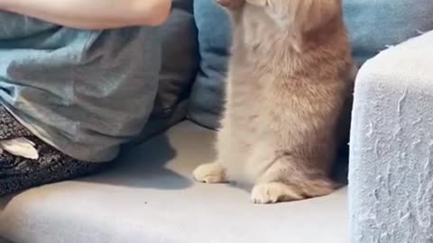 a cat dancing in front of other cats