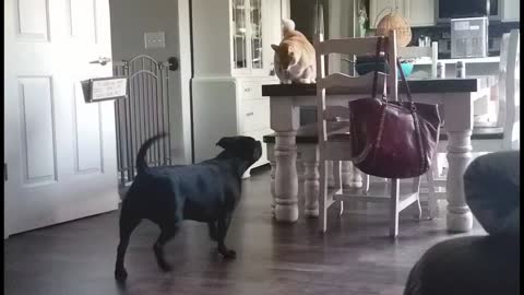 How cat and dogs fight!!!
