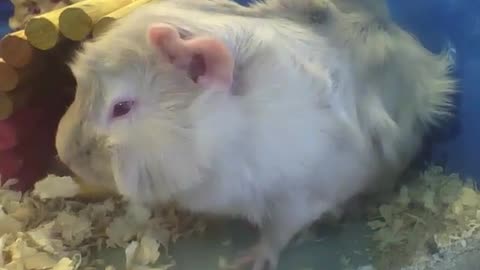 Abyssinian guinea pig having a snack before lunch, very cute and beautiful! [Nature & Animals]