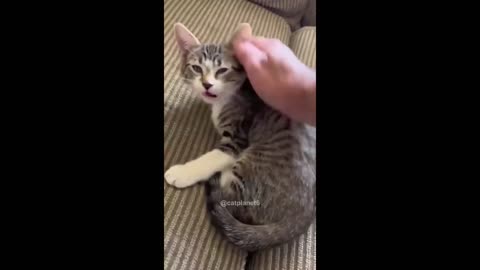 Cat Memes That Prove Cats Rule the Internet - Watch Now!