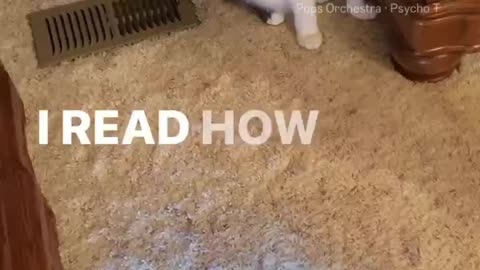 Cat has no fear of vacuum cleaner