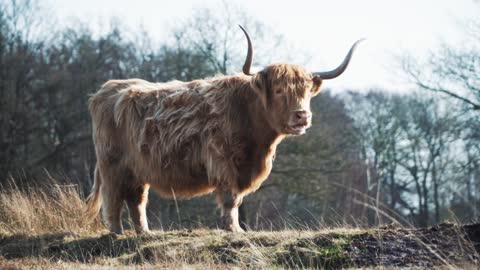 Highland Cow l Scottish Breed l Rustic Cattle