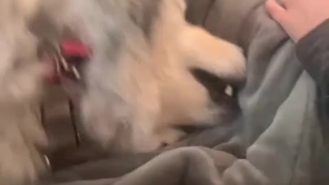 Alaskan Malamute Learns He's Adopted