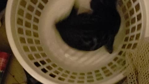 Cute kitty in a laundry basket