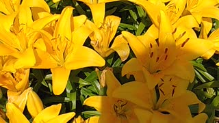 My Beautiful Yellow Lily Flowers 💐