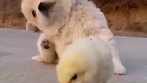 OMG animals soo cute ! Aww cute baby animals videos compilation cutest moments