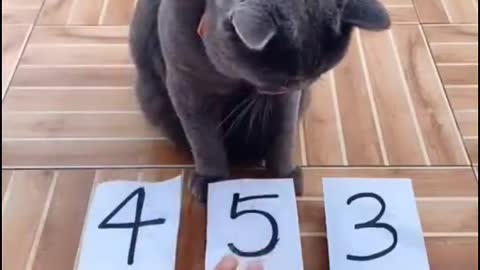 Mathematician Cat