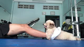 Doggy Helps With Daily Exercise