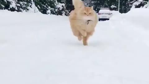 fast runner up cat in cold place