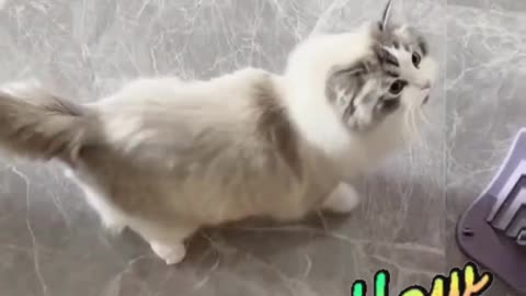 Cute Cat video and Fanny cat video
