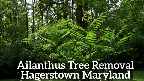 Ailanthus Tree Hagerstown Maryland Removal Landscaping
