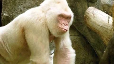 The Bizarre Albino Gorilla!