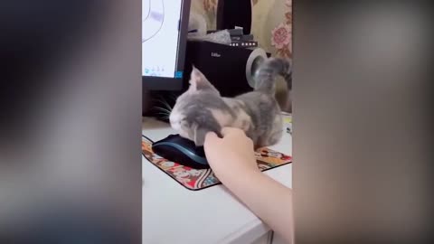 Cats Funny tiktok 2021