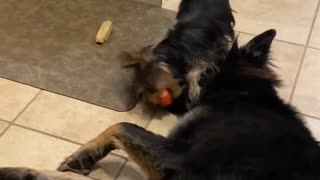 Tiny Yorkie plays with his big dog brother