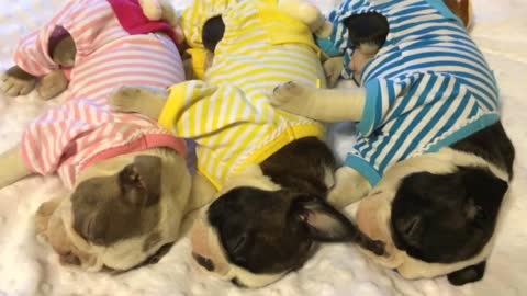 Boston Terrier puppies sleep adorably in pajamas