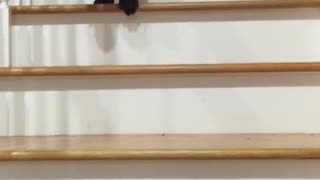 Black dog trying to climb down wooden stairs fails at the end