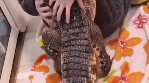 Guy rescued a Crocodile and raised it.