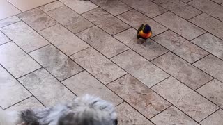 Bossy Bird Chases Pup