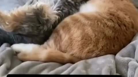 My romantic dog and cat