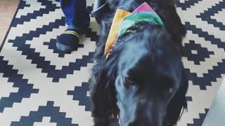 Dog loves being vacuumed