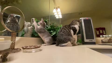 Playing on the bathroom counter