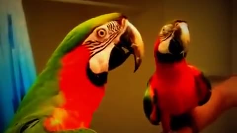 Funny Birds Talk with Mirror 😂😂😂😂