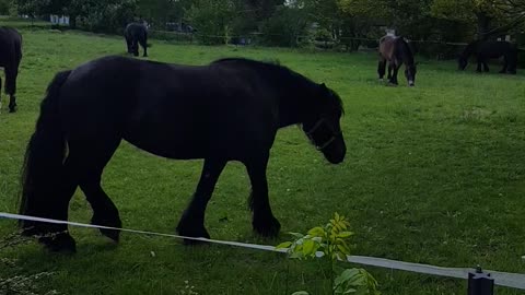Incredibly beautiful horses in the meadow