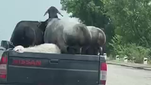 Sexy majestic Goats twerking