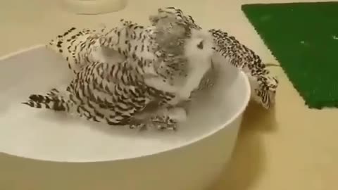 Owl bathes