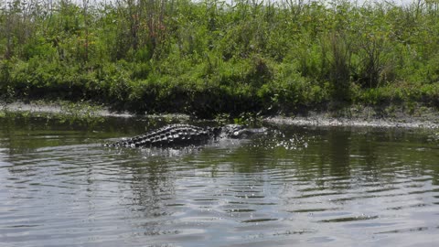 Alligator makes a big splash