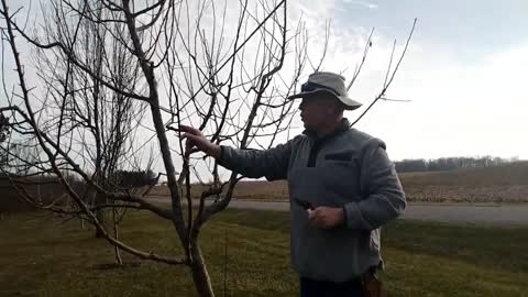 HOW TO PRUNE APPLE TREES // QUESTIONS ANSWERED + TIPS
