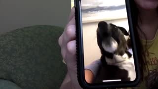Doggy Gets Excited Over Video Call With Its Person
