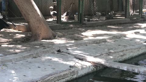Cute Pink- backed Pelican played with tiny stone