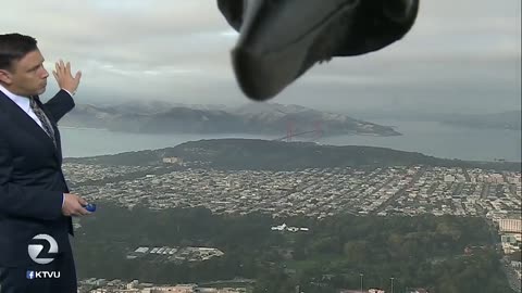 🐦Bird photobombs weather report🐦