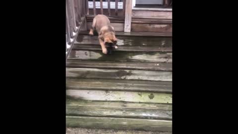 Evo is so happy once he makes it down the stairs!