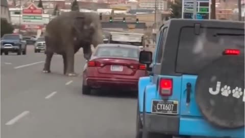 $3.58 a gallon would you look at that, oh and an Elephant on loose in Butte Montana...😬
