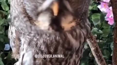 Owl owl